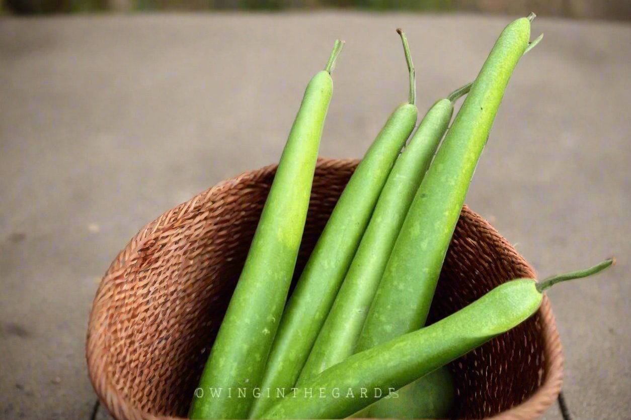 BOTTLE GOURD - New Guinea Bean, Squash Cucuzza seeds