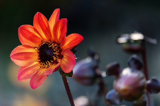 Dahlia - Unwin's Bedding Mix seeds