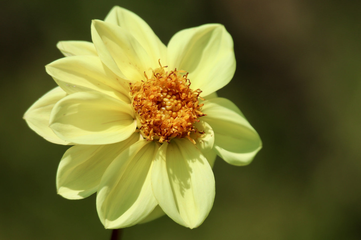 Dahlia - Unwin's Bedding Mix seeds