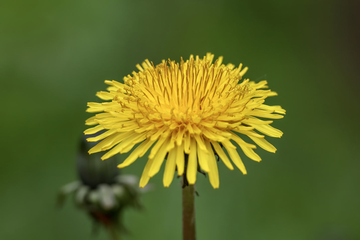 Dandelion seeds