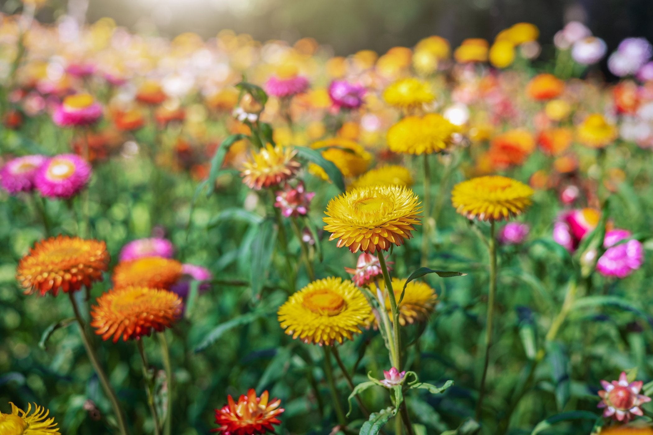 Everlasting Daisy - Mixed seeds | Untreated – Seeds N Beyond