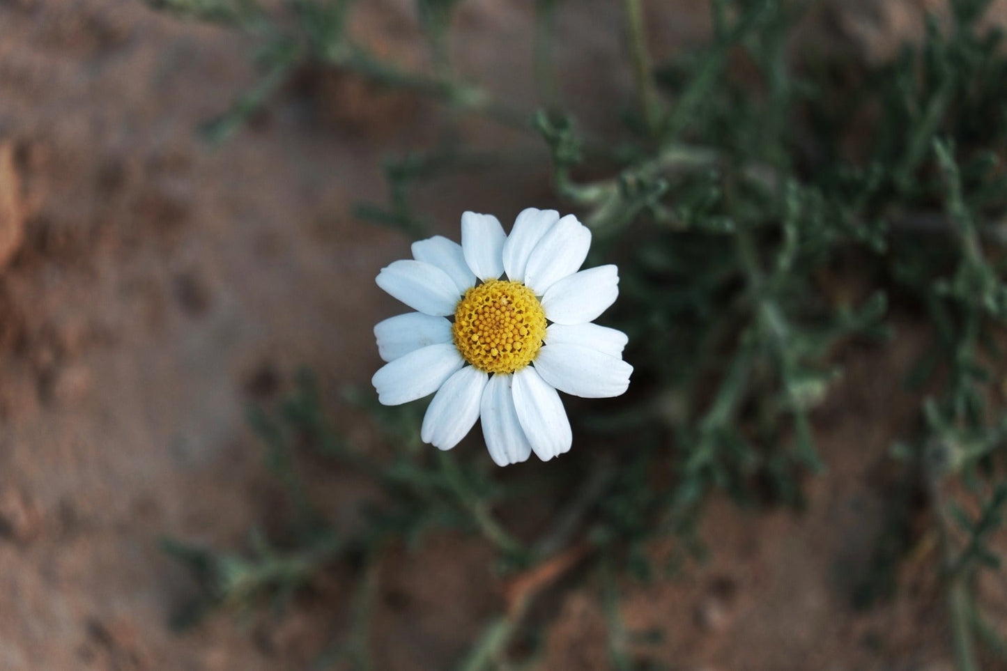 Feverfew Seeds - Tall Single White