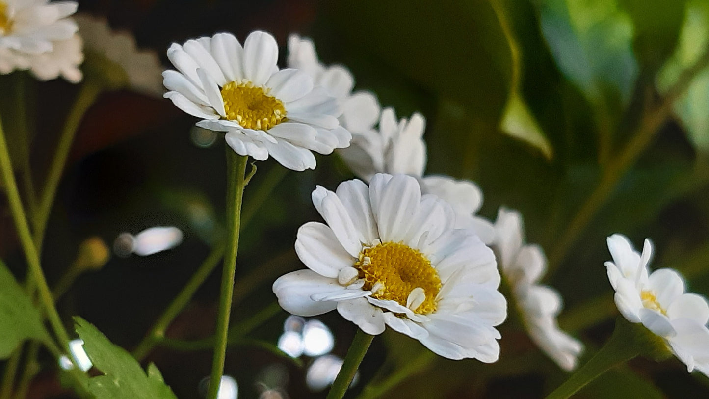 Feverfew Seeds - Tall Single White