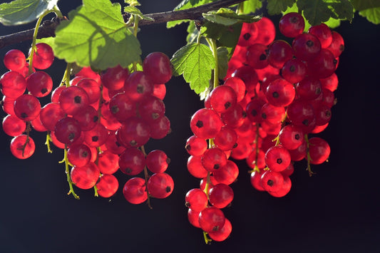 Goji Berry seeds