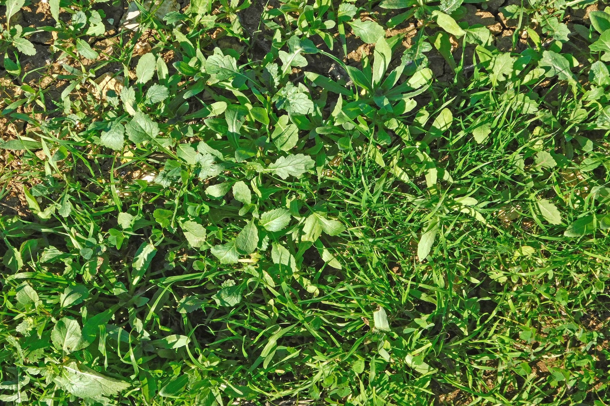 Green Manure - Spring & Summer Mix – Seeds N Beyond