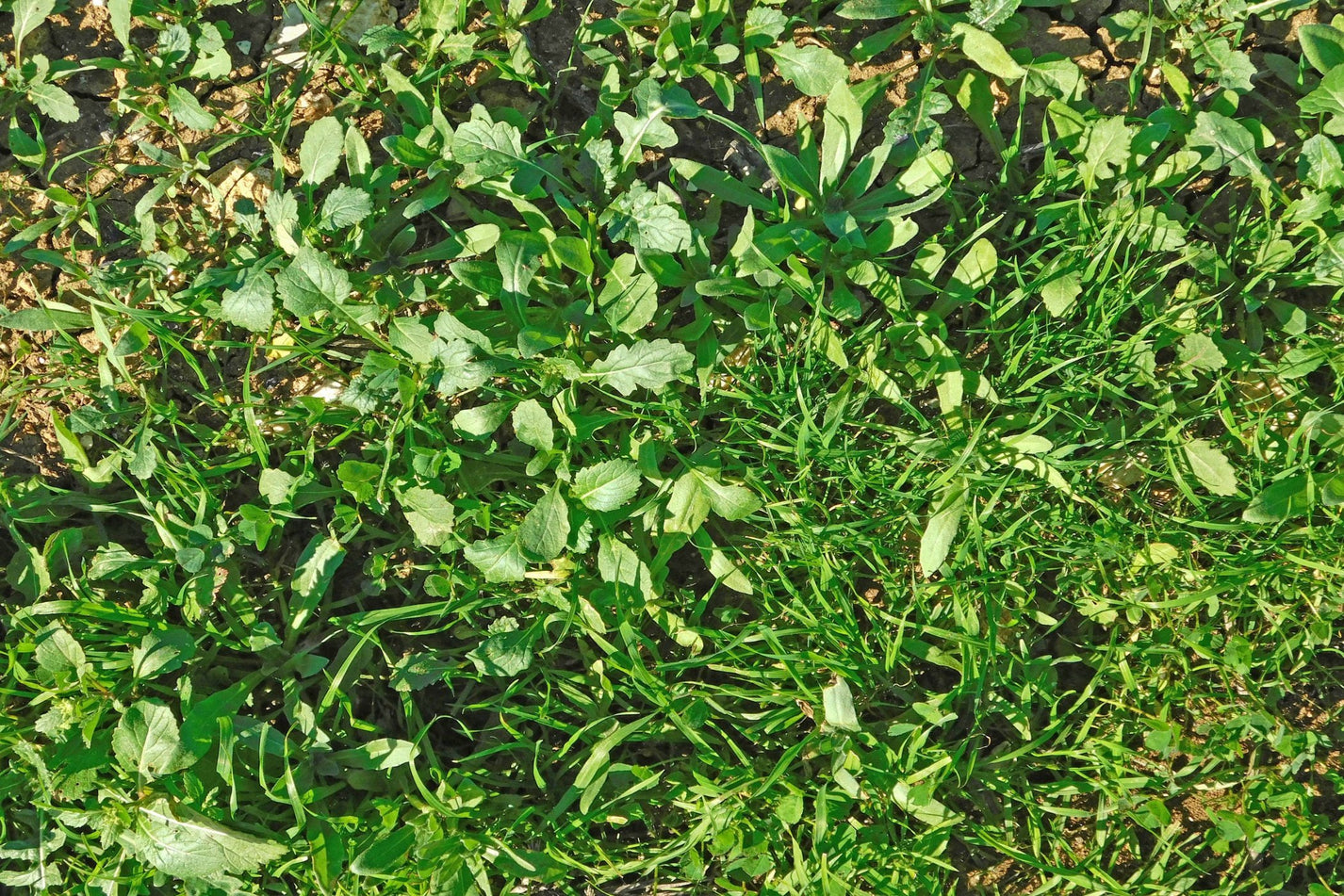 Green Manure - Spring & Summer Mix – Seeds N Beyond