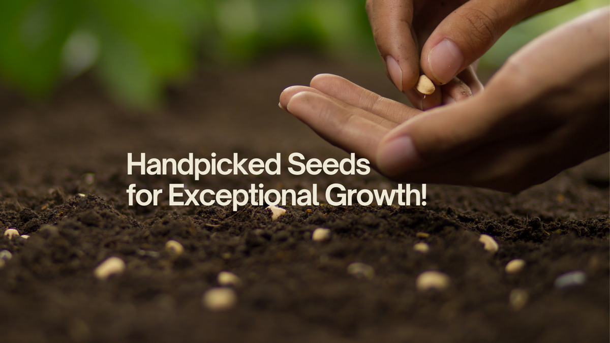 Seeds N Beyond