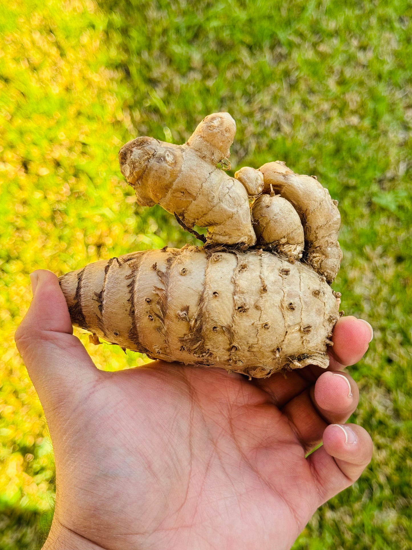 Black Turmeric Rhizome/Crown