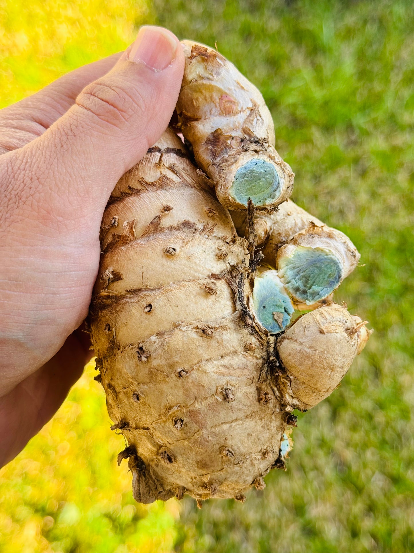 Black Turmeric Rhizome/Crown