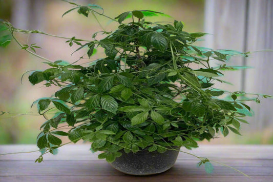 Jiaogulan Seeds