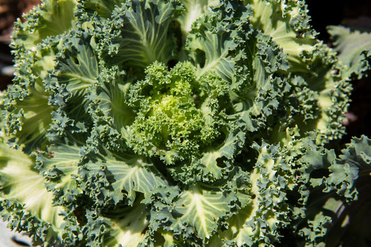 Kale - Dwarf Blue Curled Seeds
