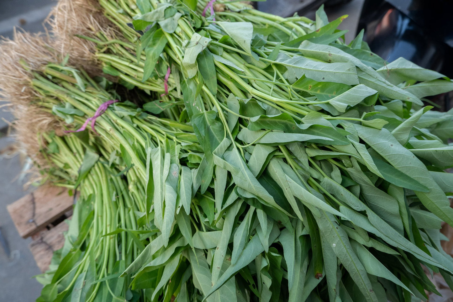 Kang Kong (Water Spinach or Ong Choy) Bamboo Leaf Seeds