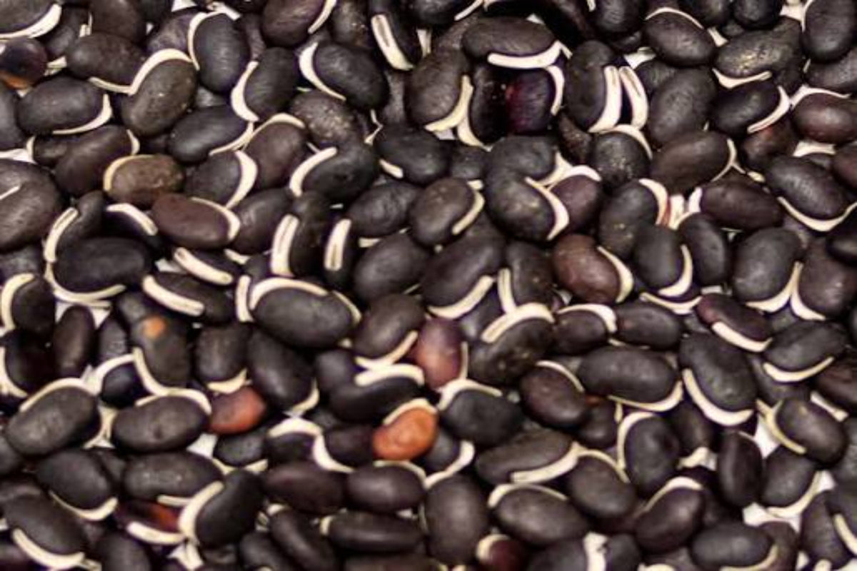 Bean- Lab Lab Highworth Seeds