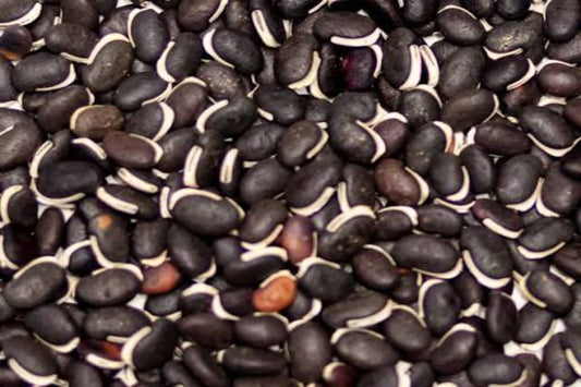 Bean- Lab Lab Highworth Seeds