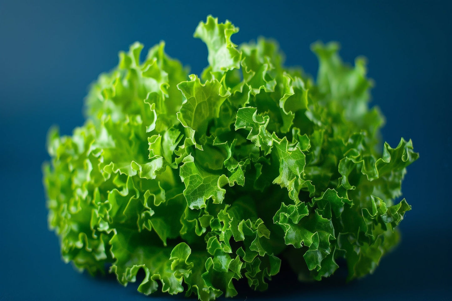 Lettuce - Salad Bowl Green Seeds