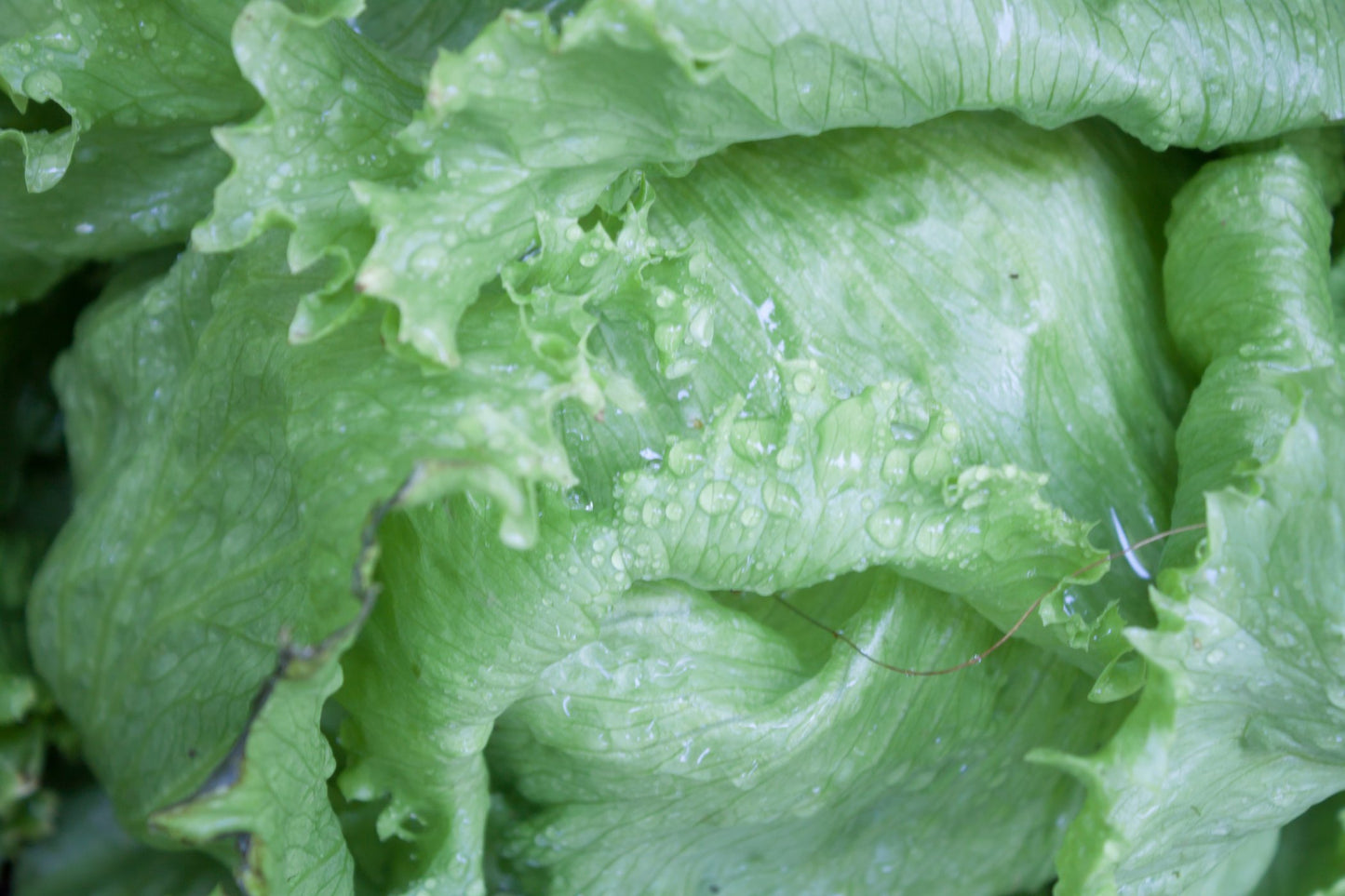 LETTUCE - Iceberg Seeds