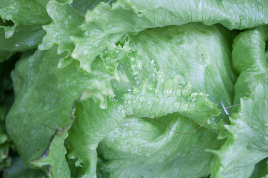 LETTUCE - Iceberg Seeds