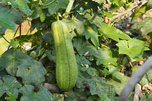 Luffa Gourd (Sponge Gourd) seeds