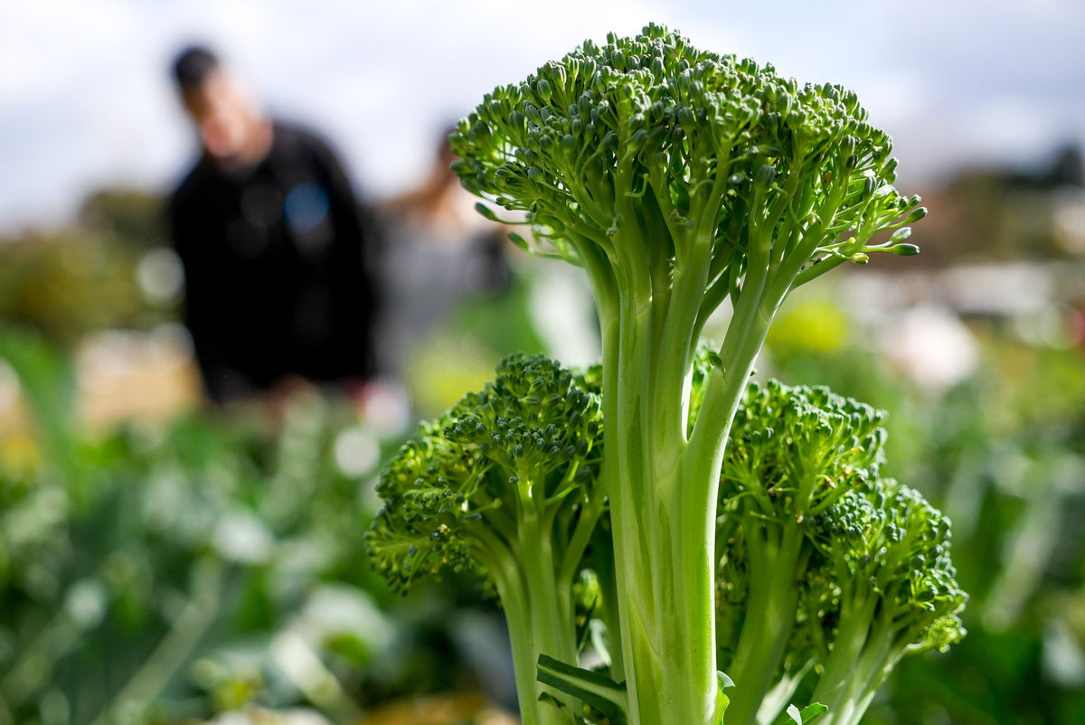 Baby Broccoli Brocky F1 seeds – Seeds N Beyond