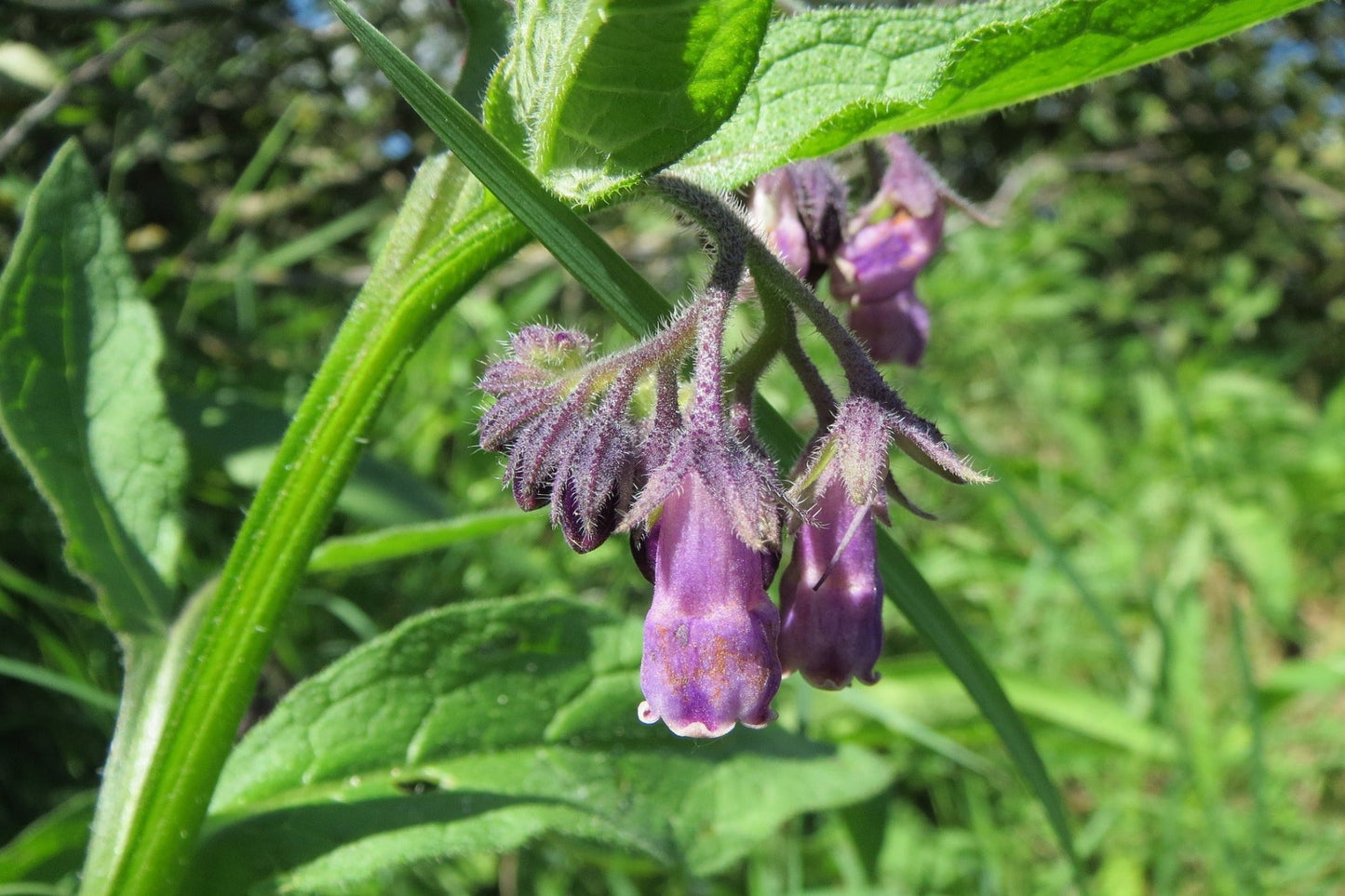 Comfrey Seeds