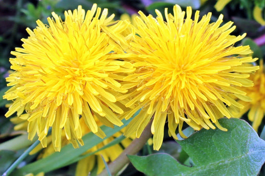 Dandelion seeds