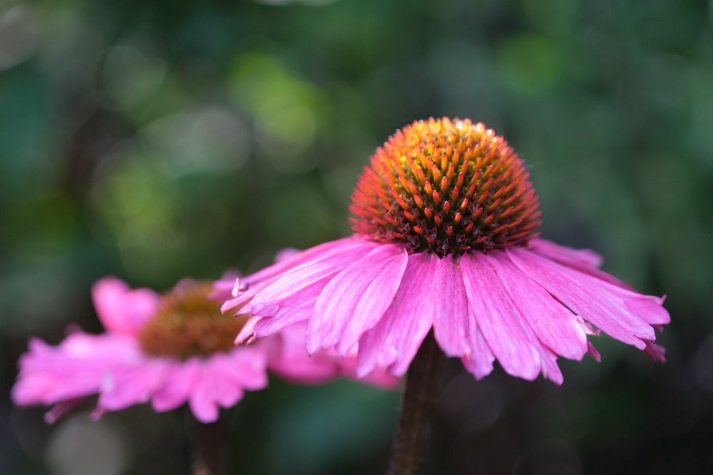 Echinacea - Purpurea seeds