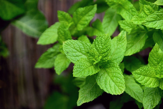 Mint - Peppermint seeds (Organic)