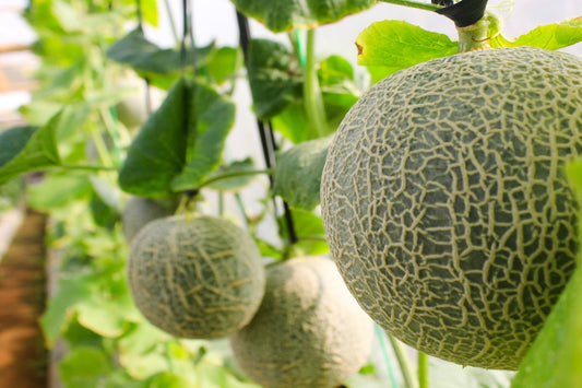 ROCKMELON - Hales Jumbo seeds