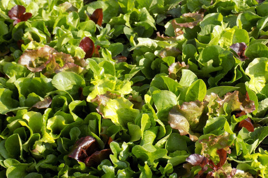 Mesclun - Heirloom Mix seeds