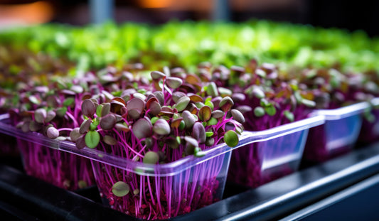 Microgreen Seeds- Radish Purple Sango