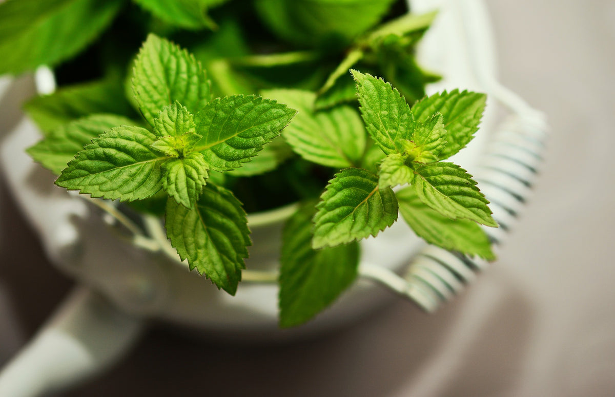 Mini First Peppermint Mint - Peppermint seeds (Organic) – Seeds N Beyond