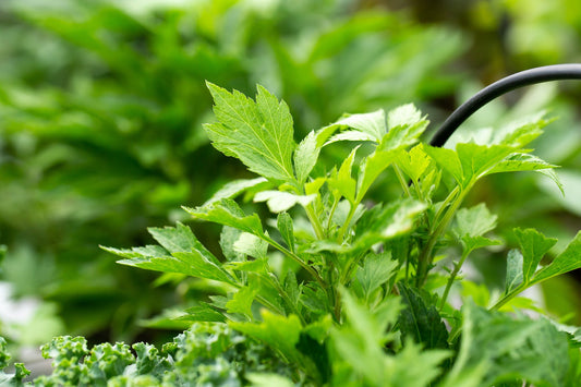 Mugwort Seeds