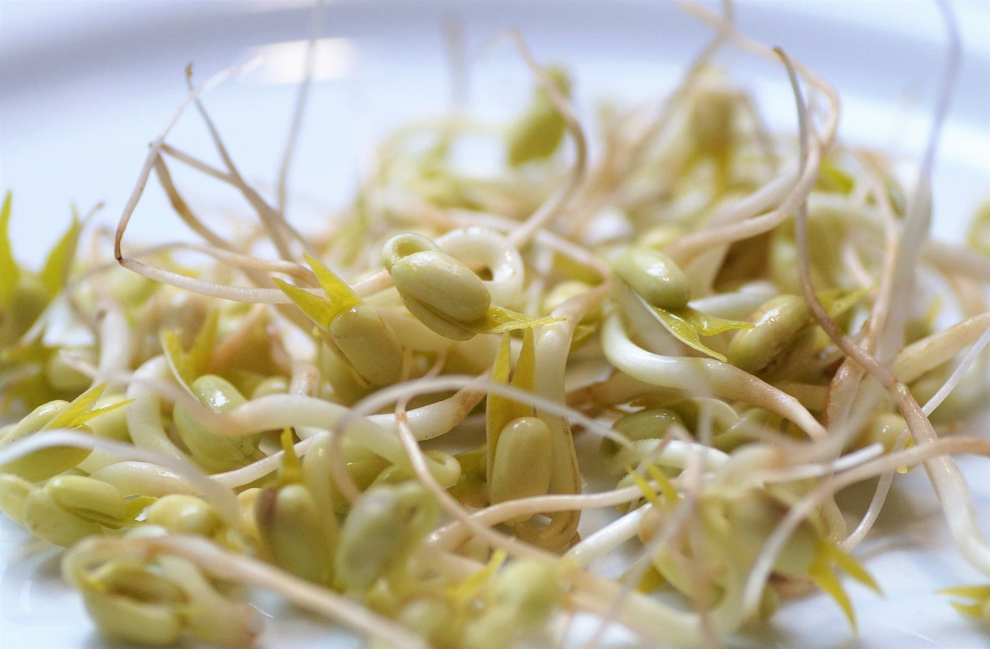 Mung Beans Seeds - Sprout or Cook| BULK