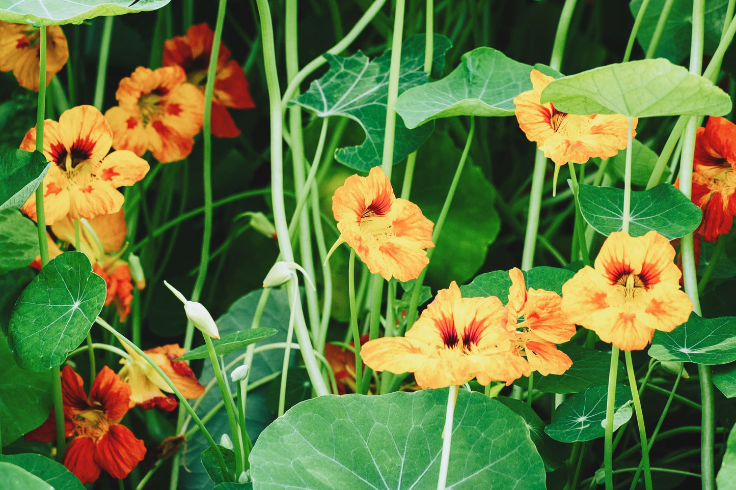 Nasturtium - Alaska Mixed Seeds