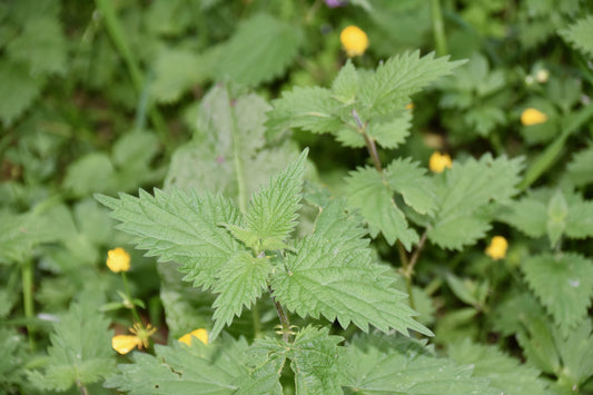 Nettle seeds