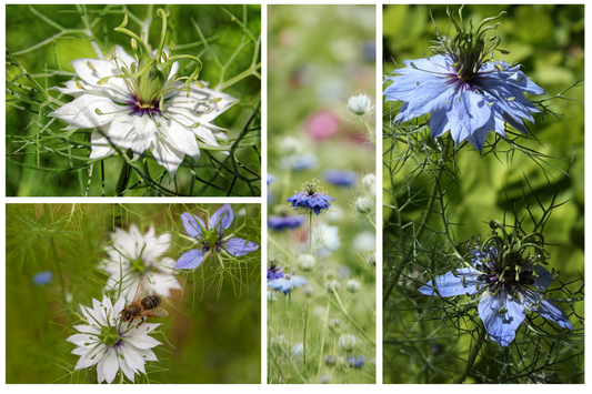 Nigella – Persian Jewels Mix Seeds