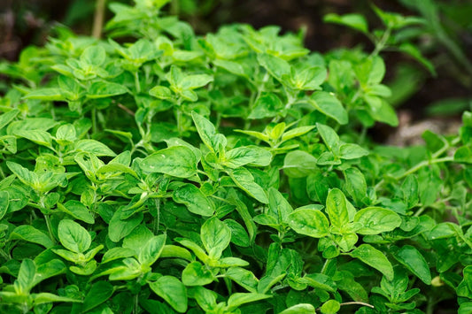 OREGANO seeds (Vulgare)