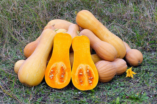 PUMPKIN - Butternut seeds