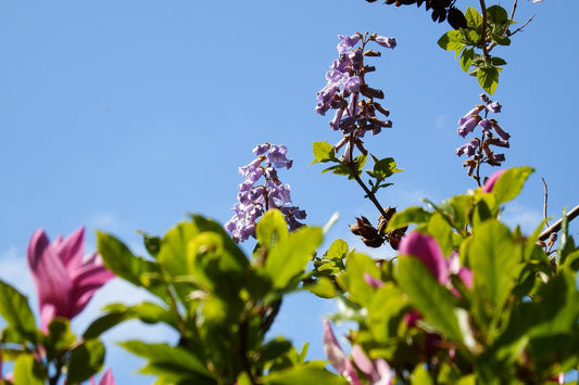 Paulownia tomentosa – Empress Tree