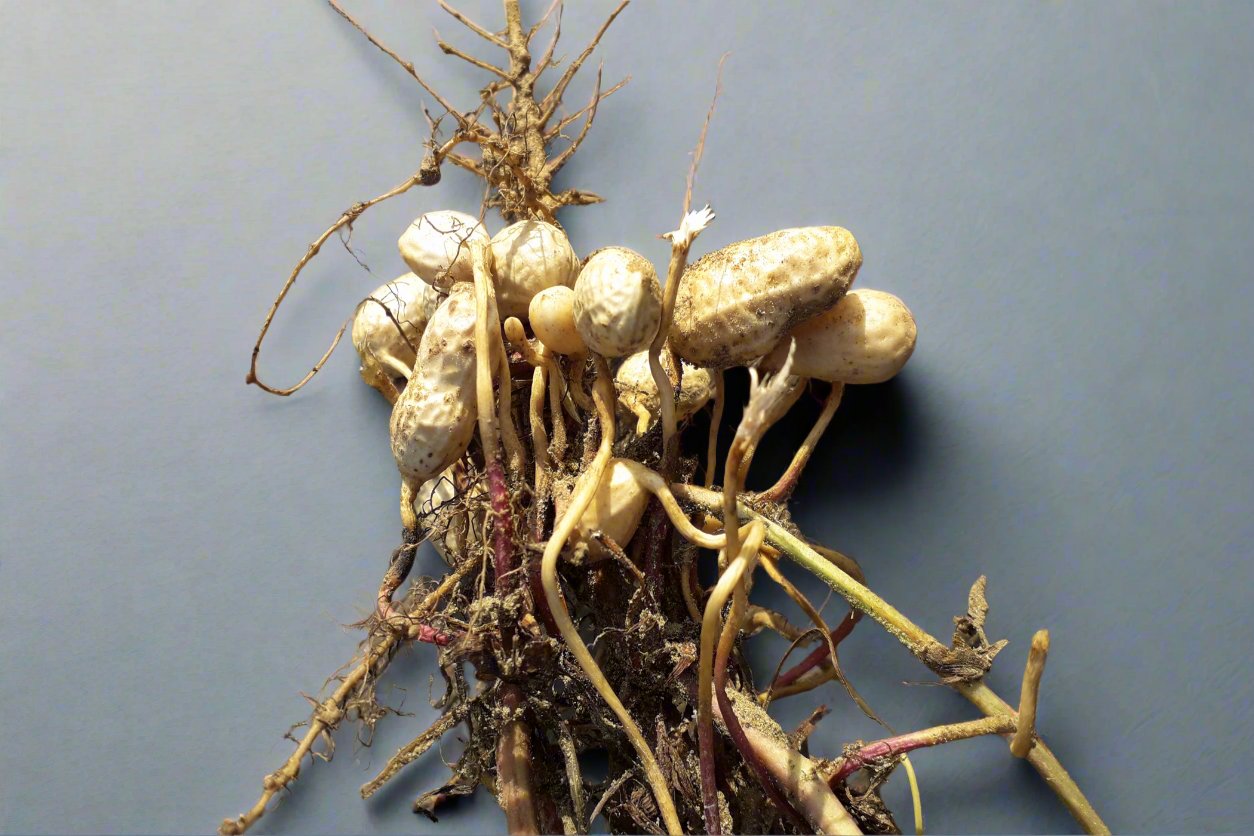 Peanut Virginia Bunching Seeds