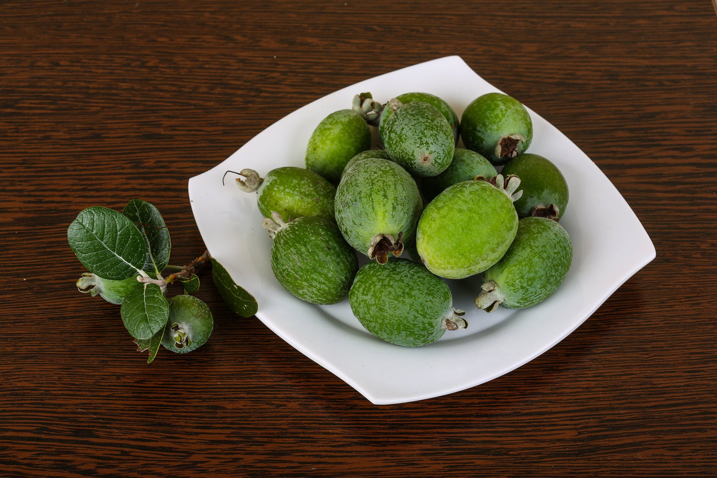 Feijoa sellowiana – Pineapple Guava