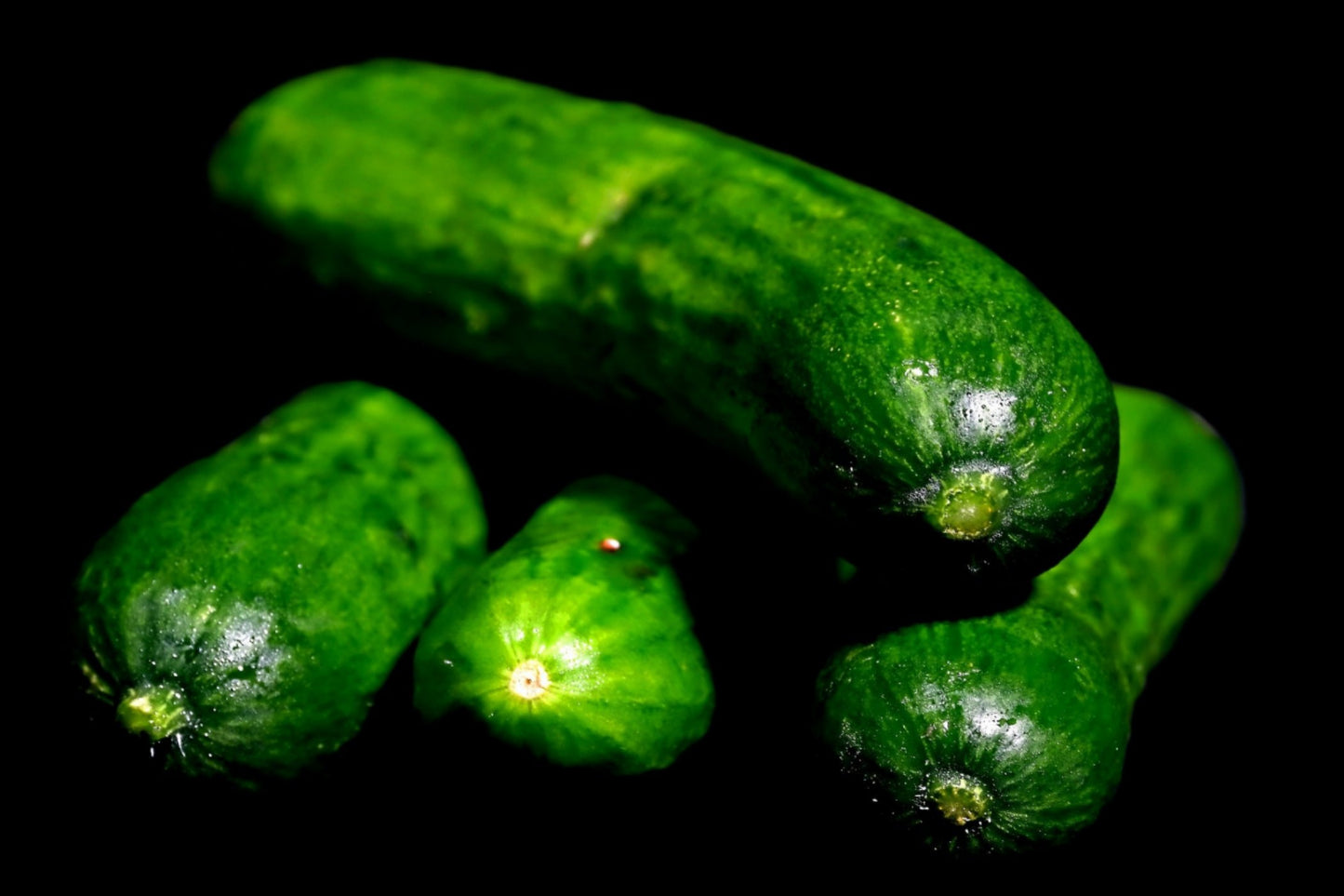 CUCUMBER - Baby Snack Poco F1 seeds