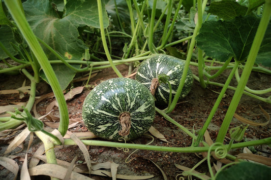 Pumpkin - Jap/ Kent seeds