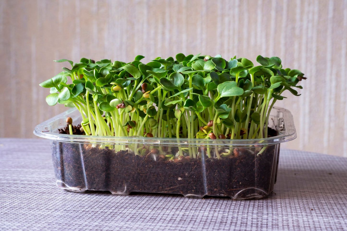 Radish Daikon Green seeds (Sprouting)