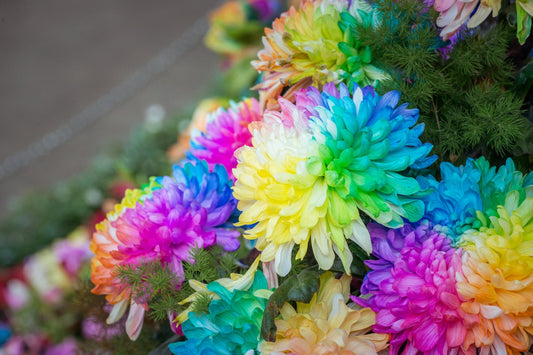 Rainbow Chrysanthemum Flower Seeds