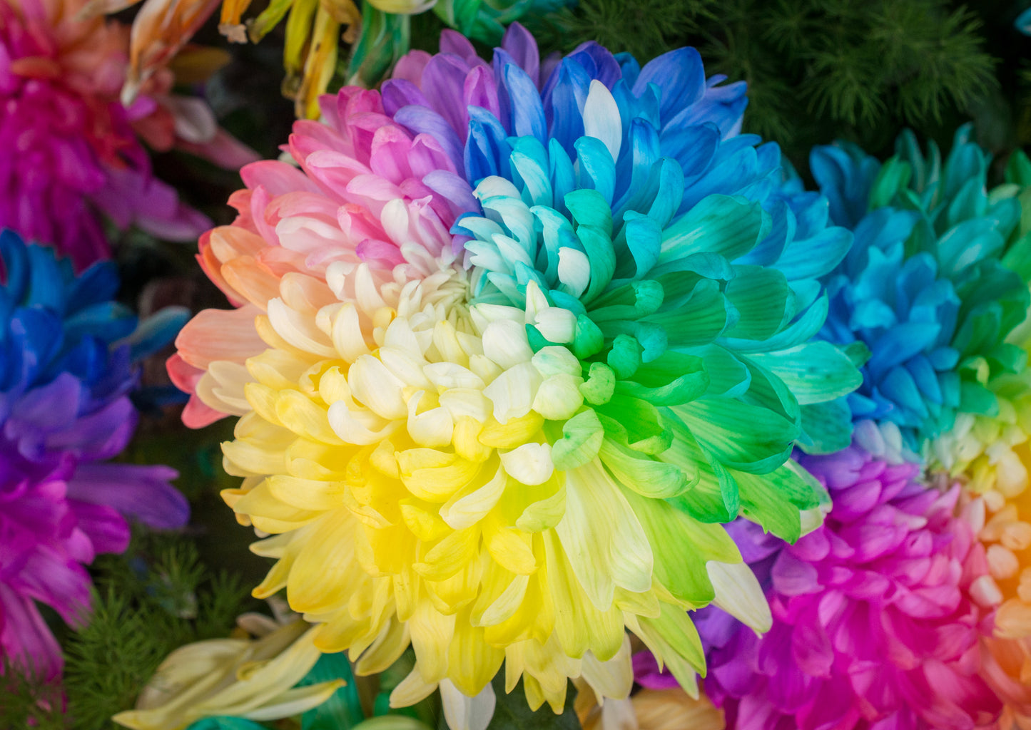 Rainbow Chrysanthemum Flower Seeds