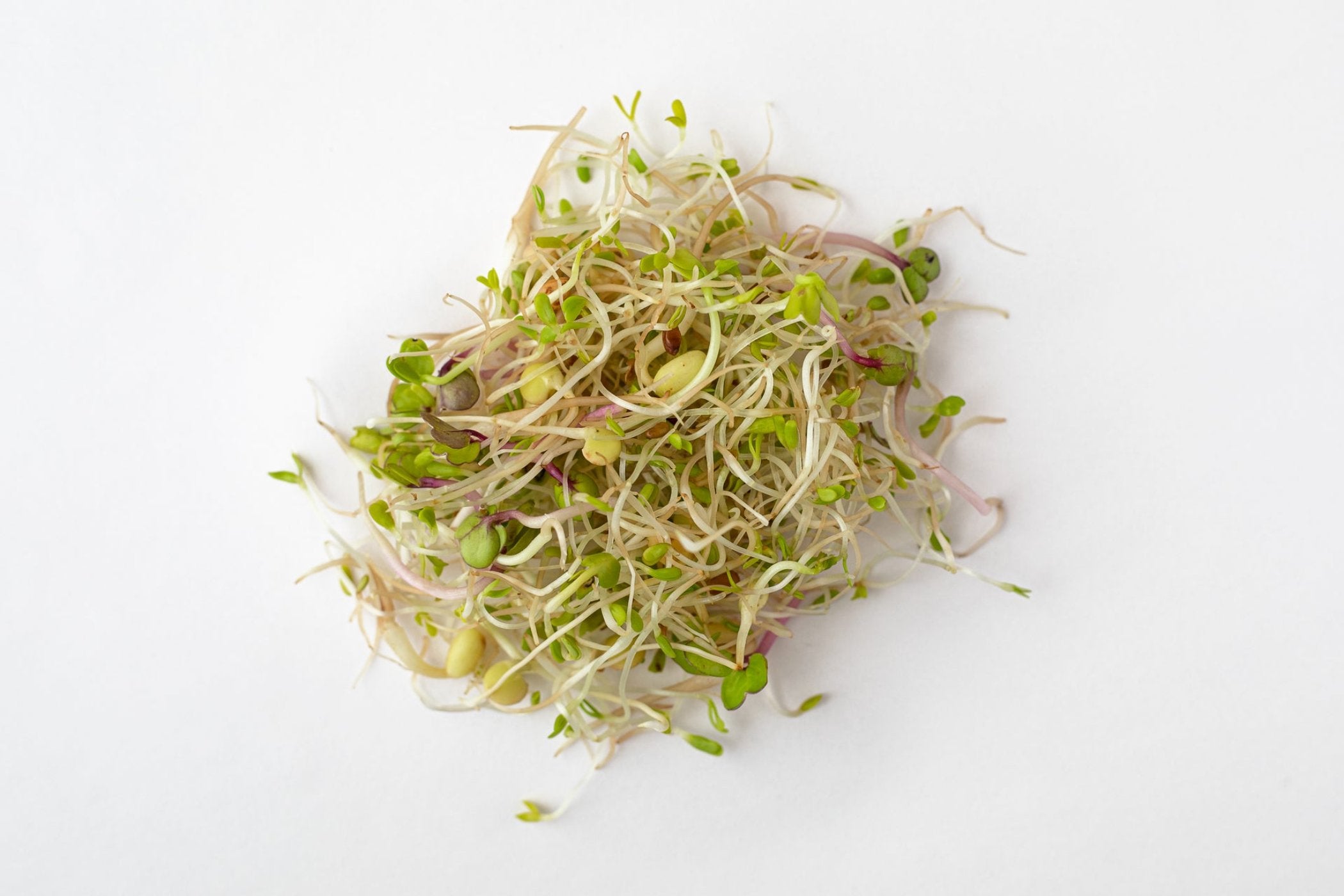 Cover Sprouts Clover Seeds Red - Sprouts | BULK โ Seeds N Beyond
