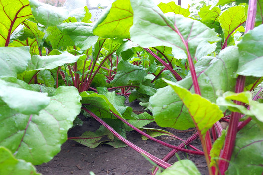 Rhubarb - Lider Red