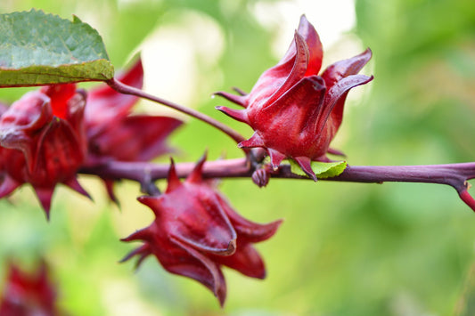 Rosella Seeds