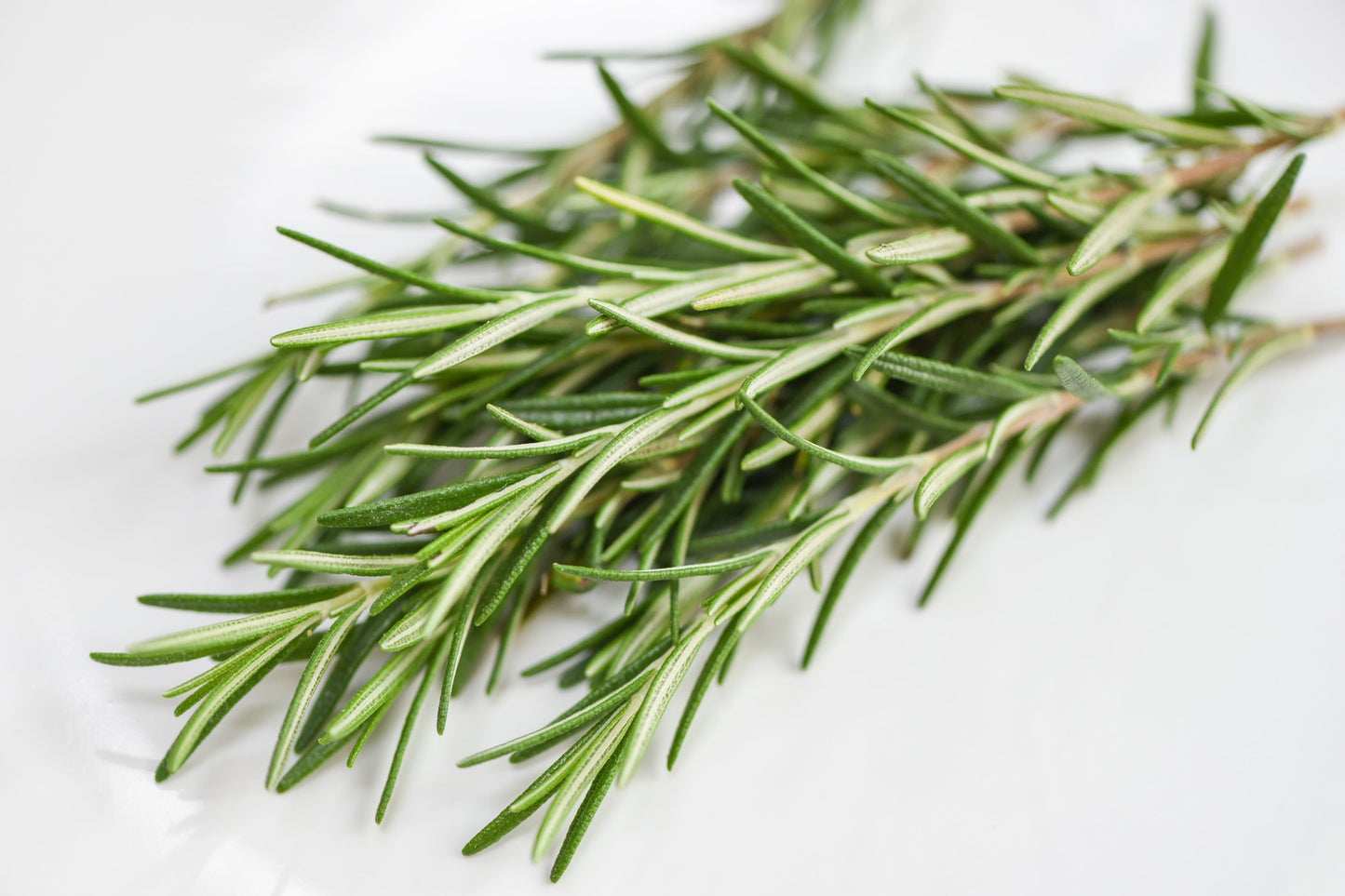 Rosemary Seeds (Organic)